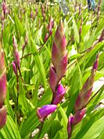 Bletilla striata (fam Orchidacees) (Chine) (2) (Photo F. Mrugala)